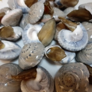 貝殻模様が綺麗、茹でながらみ